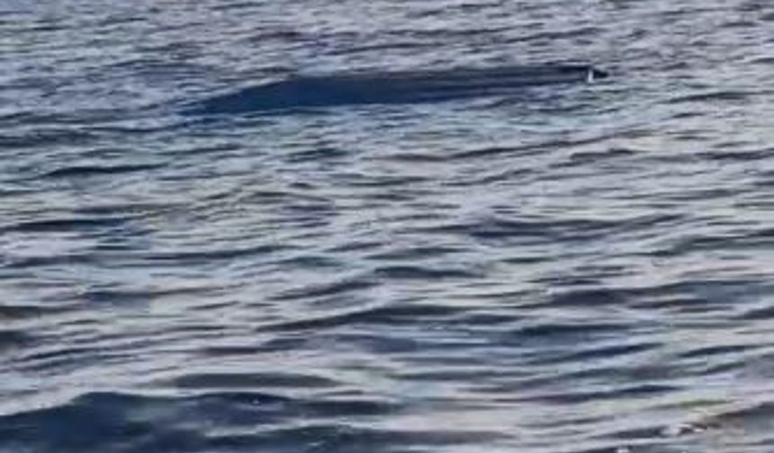 Karadeniz kıyılarında bir insansız deniz aracı şüphesi daha