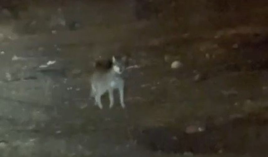 Kars’ın en şaşırtan misafiri: Kurt merkezde gezintiye çıktı