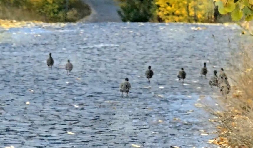 Nemrut Kalderası’nda çil keklik sürüsü görüntülendi