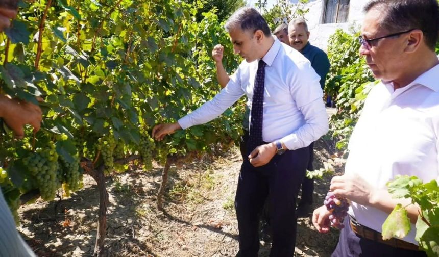 Osmancık karası üzümü tescillendi