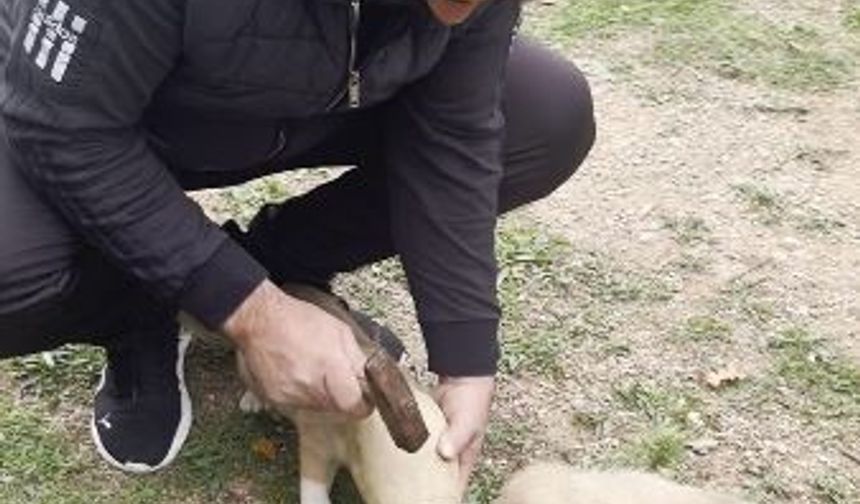 Yavru köpeğin merakı kırılan testi ile son buldu