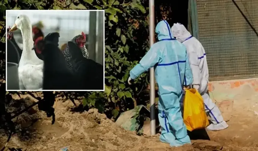 Japonya’da kuş gribi alarmı: Yaklaşık 460 bin tavuk itlaf edilecek