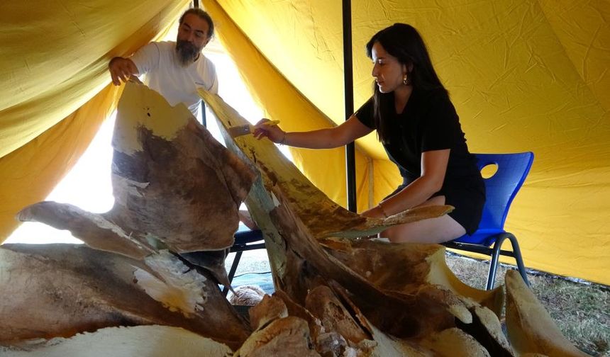 Mersin’de heyecanlandıran keşifte 16 metrelik balinanın kemikleri birleştirilmeye başlandı