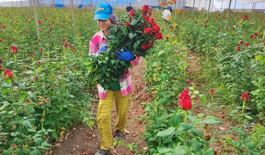 Adana'da seralarda gül hasadı başladı