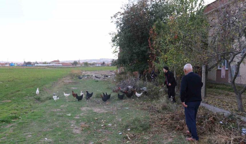 11 tavuğu köpeklerce telef edilen mahalleli hayvanlarını korumak için çobanlık yapıyor