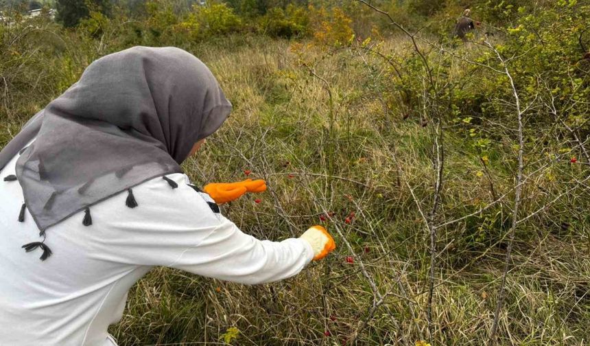 Alaplı’da kuşburnu hasadı başladı