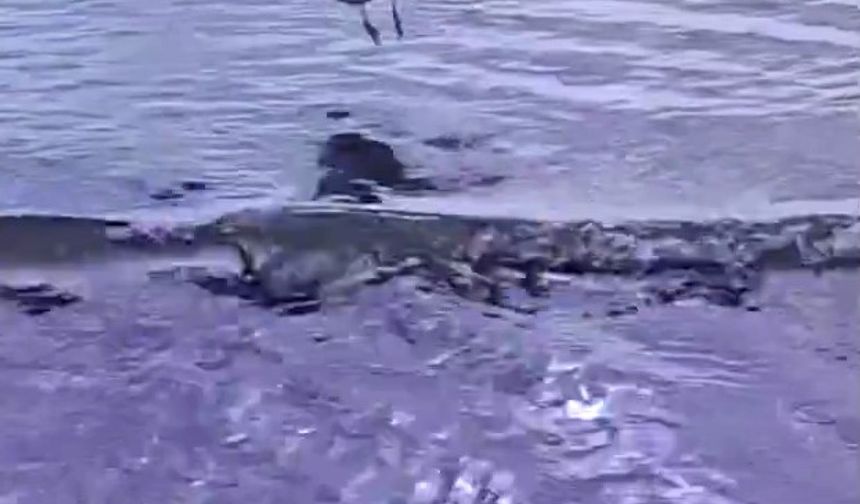 Ayağına dolanan sahte oltayla yaralanan martı tedavisinin ardından doğal ortamında