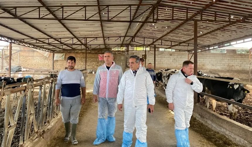 Aydın’da şap hastalığına karşı 565 bin 687 doz aşı uygulandı