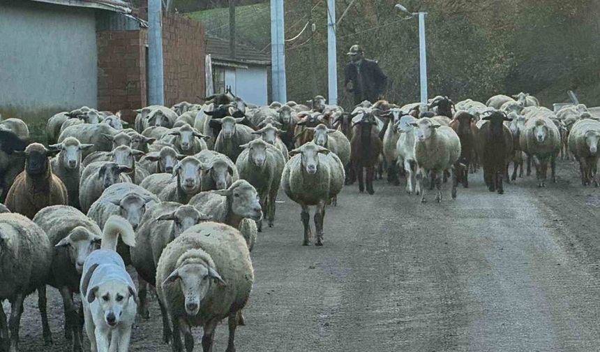 Aylık 50 bin liraya çoban bulamıyorlar