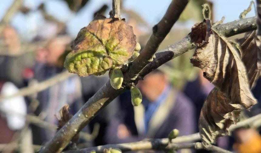 Doğru budama ile 500 metrekareden alınan fındık, 10 dönümlük bahçeden alınan fındığı solluyor