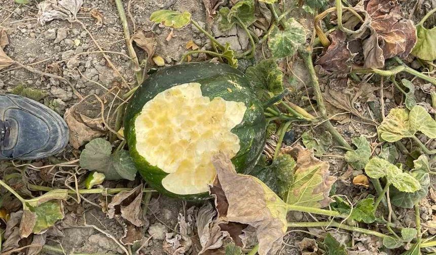 Elazığ’da bahçeler domuzlarının istilasına uğradı