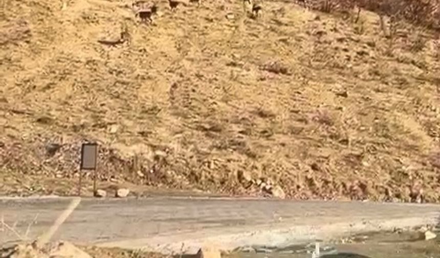 Elazığ’da nesli tükenme tehdidi altında olan dağ keçileri görüldü