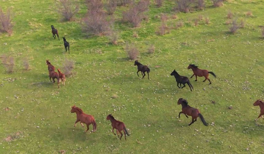 Eskişehir’deki yılkı atların özgür halleri havadan görüntülendi