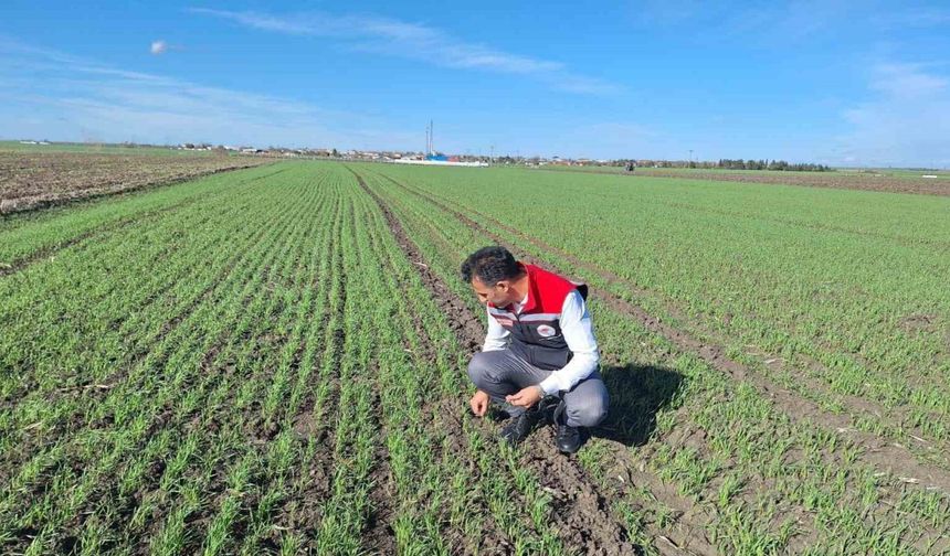Hububat tarlalarında ’ekin kambur böceği’ tehlikesi