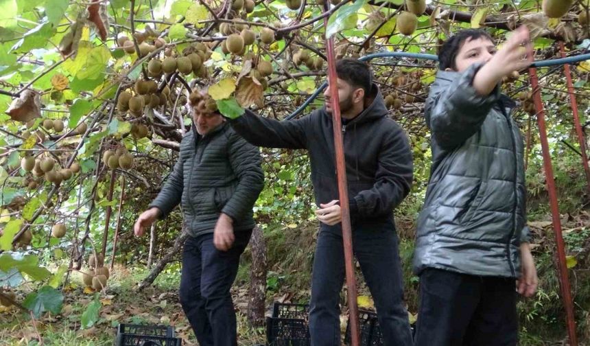 İran’dan gelen kivi fiyatları ucuzlatıyor