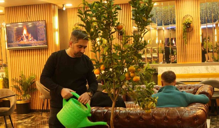 Kafede mandalina yetiştiriyor, müşterilerle paylaşıyor