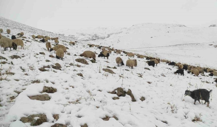 Kar yağdı, koyun sürüsü yaylada kaldı