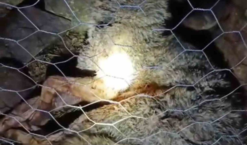 Koyun sürüsüne saldıran kurta çoban köpekleri geçit vermedi