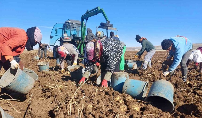 Malazgirt’te ilk defa ekilen patates umut oldu