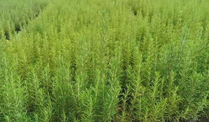 Muğla’da atıl araziler biberiye ile canlanıyor