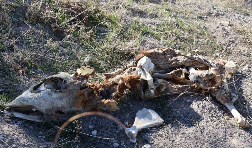 Nevşehir’de boş araziye atılmış 8 buzağı kadavrası bulundu