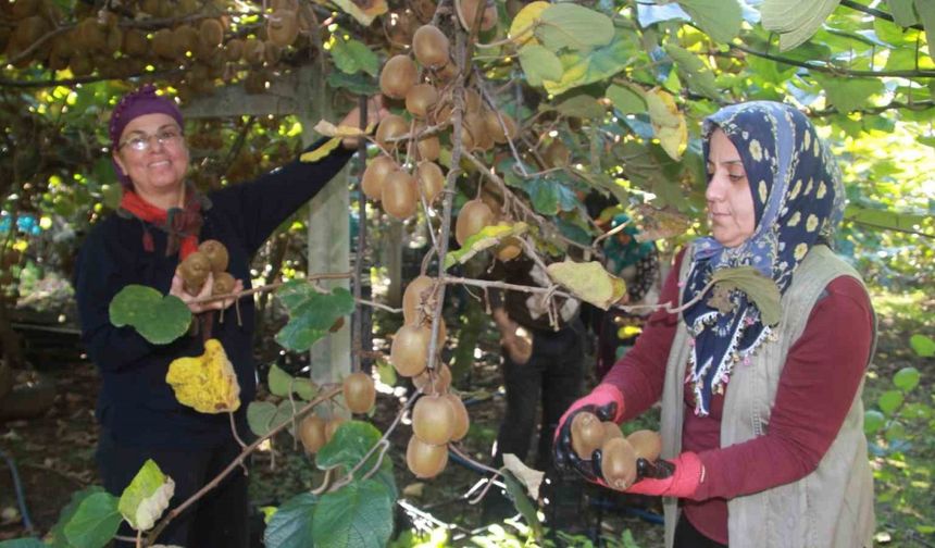 Ordu kivisinde rekolte hedefi 6 bin 200 ton: Ekonomiye katkısı yaklaşık 500 milyon TL