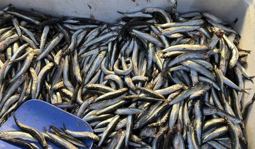Palamut Gürcistan’a kaçınca tezgahlar hamsiyle doldu