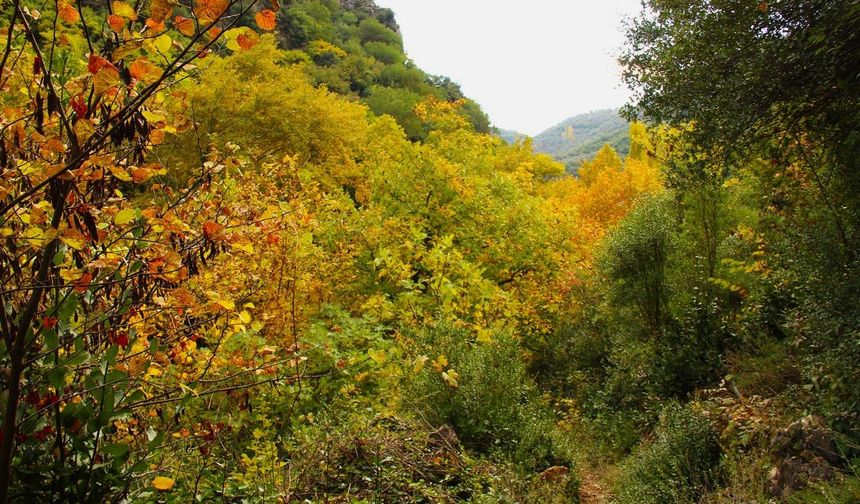 Sonbaharın güzelliğine bürünen Koçak Kanyonu’na dikkat çektiler