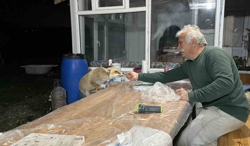 Tilki ailesi her akşam yemek için bağ evine geliyor