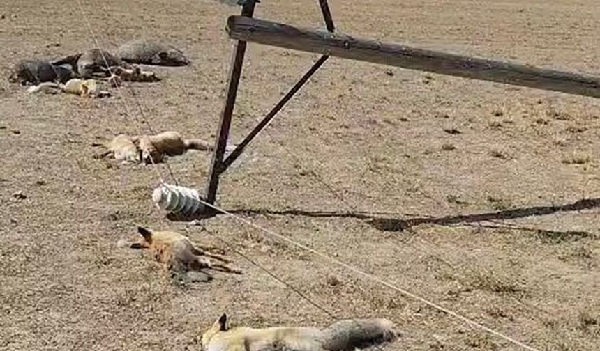 Van’da korkunç manzara: Düşen enerji hattı yaban hayvanlarını öldürdü
