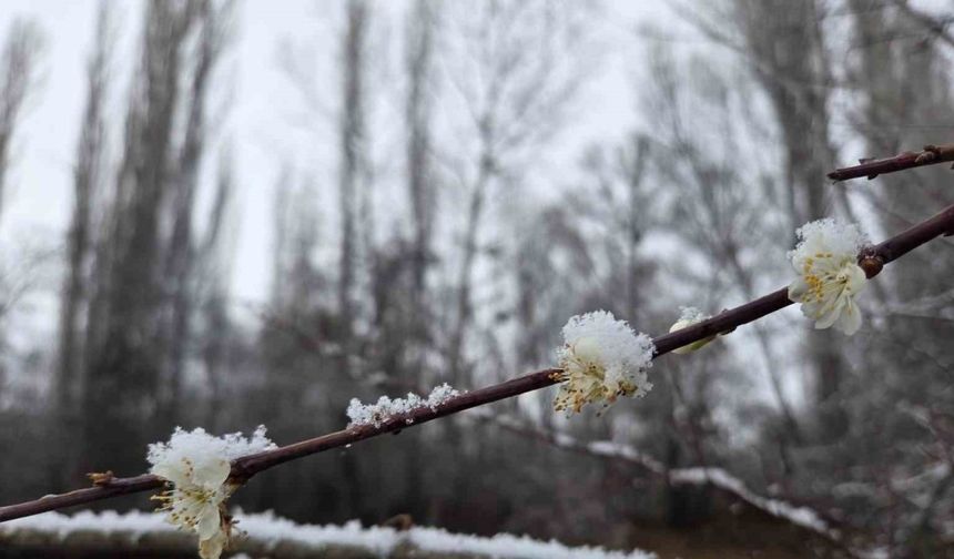 15 gün önce çiçek açan erik ağaçları kar altında kaldı