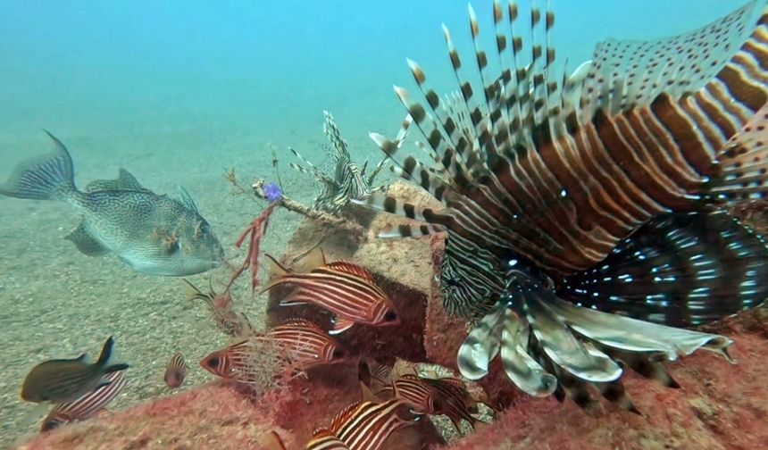 Akdeniz’de balıkların rekabeti: Kızıldeniz’den gelen balık türleri, yerli balıkları baskıladı
