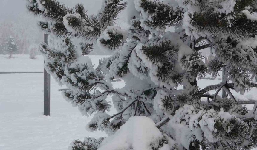 Ardahan’da dondurucu soğuklar etkisini artırdı: Ağaçlar kırağı tuttu