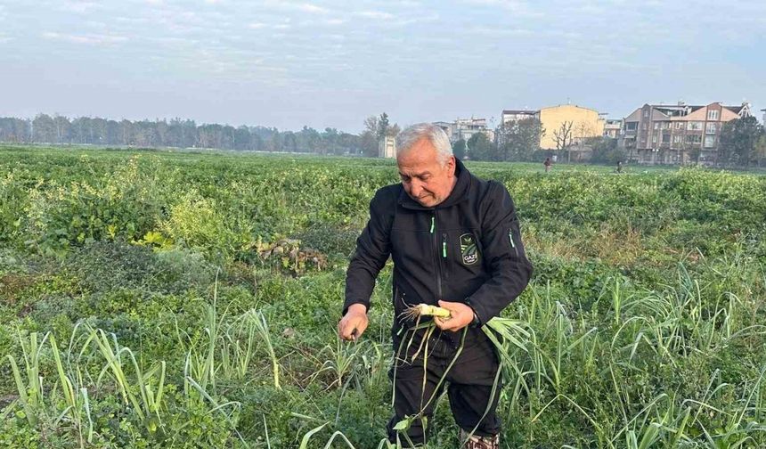 Ata tohumundan ilaç kullanılmadan üretiliyor, Kent Lokantası’ndaki yemeklerde kullanılıyor