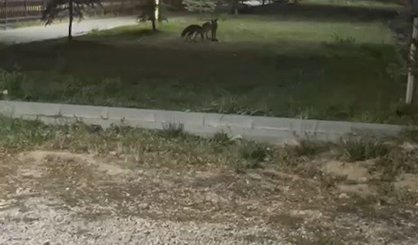 Bayburt’ta birbirleriyle oyun oynayan iki tilki görüldü