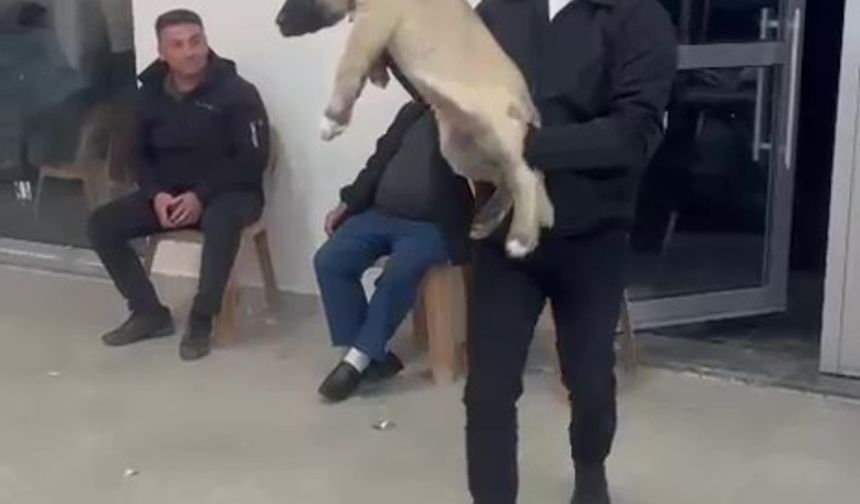 Damadın arkadaşı düğün hediyesi olarak 100 bin liralık köpek hediye etti