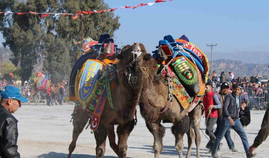 Deve güreşlerinin geleceğini aşılama oranı belirleyecek