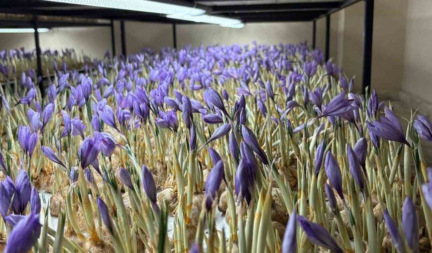 Genç yaşta mesleğini bıraktı, 50 metrekare odada gramı 600 liralık safran üretmeye başladı