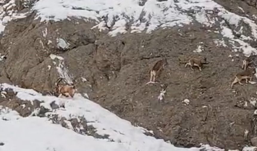 Güzeldere’nin karla kaplı yamaçlarda dağ keçileri görüntülendi