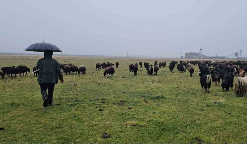 Hasköy’de sıcaklığın mevsim normalleri üzerinde olması besicileri sevindirdi