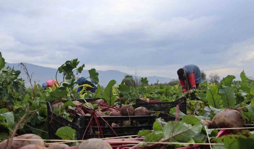 İzmir’in bereketli topraklarında ‘Kırmızı elmas’ mesaisi