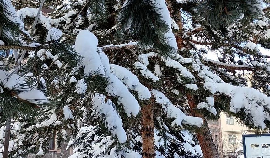 Kar yağışının ardından ağaçlarda kartpostallık görüntü