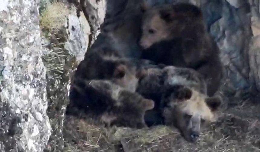 Kış uykusuna yatmaya hazırlanan ayı ailesi böyle görüntülendi