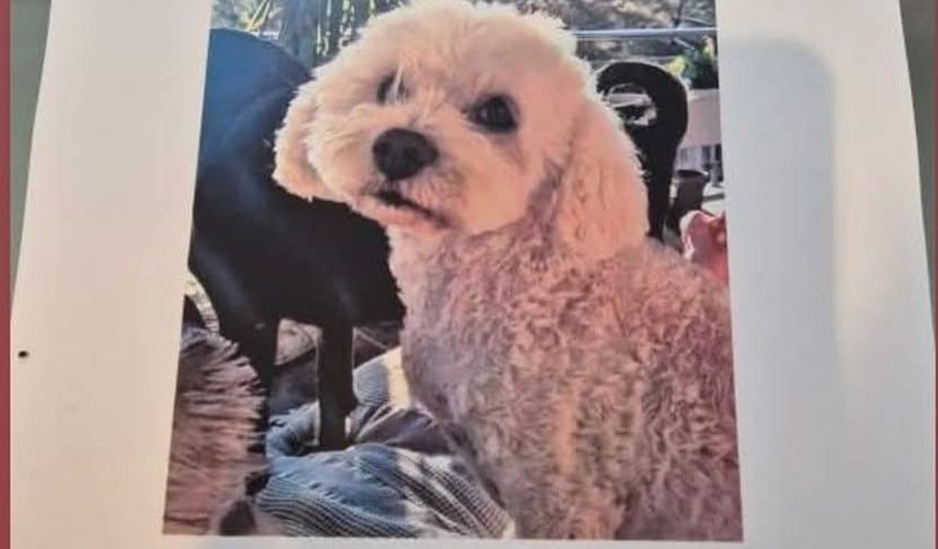 Köpeğini bulana 10 bin lira ödül verecek