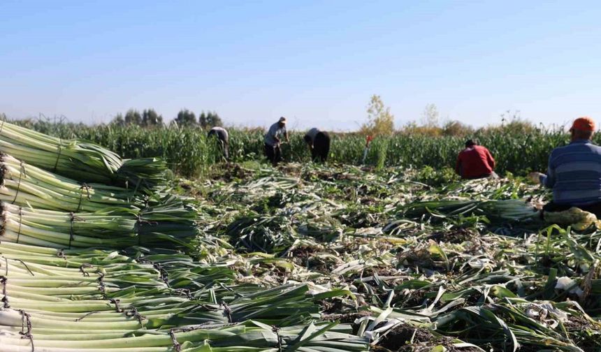 Kozan’da pırasa hasadı başladı: 20-22 TL’den alıcı buluyor