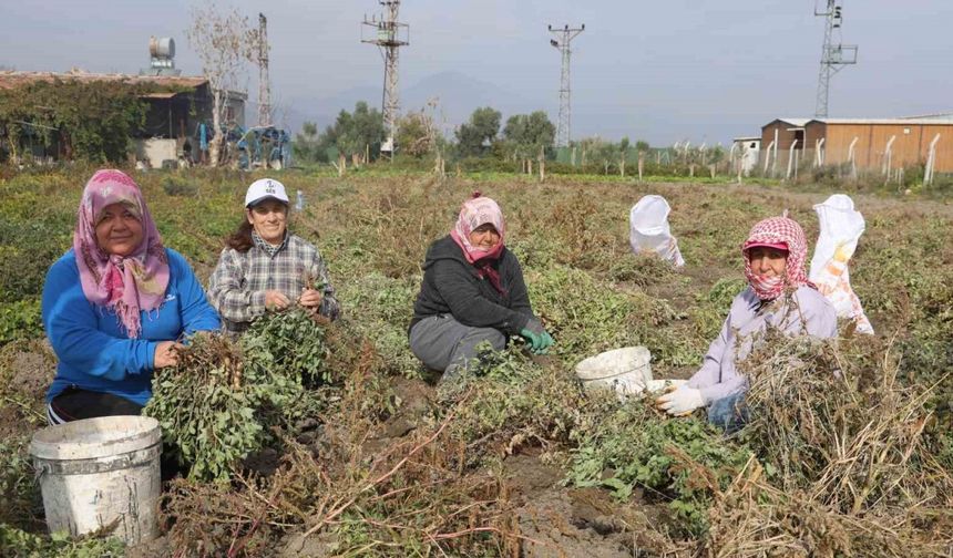 Kuraklığın rekolteyi etkilediği yer fıstığında hasat başladı
