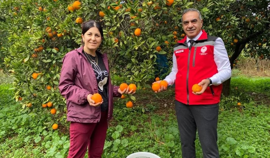 Kuyucak’ta portakal hasadı yapıldı, üreticilere belgeleri teslim edildi