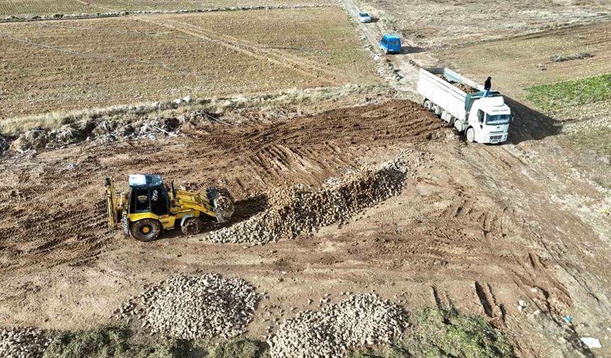 Malatya’da şeker pancarında yüksek verim çiftçinin yüzünü güldürdü