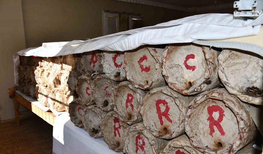 Misafir odasını bal arılarına ayırdı