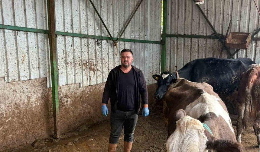 Şap hastalığına bir hayvanını daha verdi